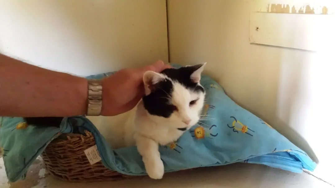 A10 peters 1st visit to marshall in paw prints 10 jan 2018 (3)